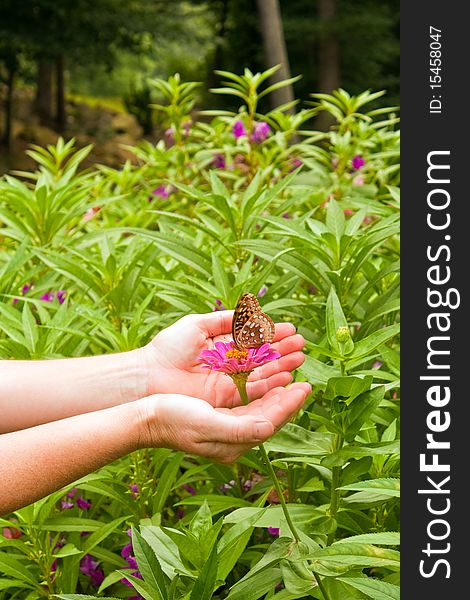 Cupping hands around flower and butterfly. Cupping hands around flower and butterfly