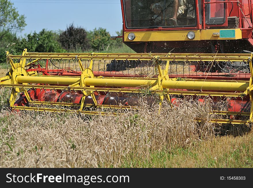 Harvesting combine in the field of buckwheat