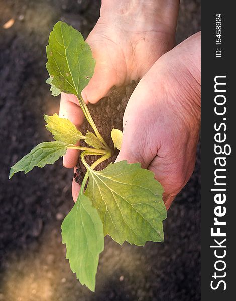 Hands sprout plant in sunlight reflexions. Hands sprout plant in sunlight reflexions