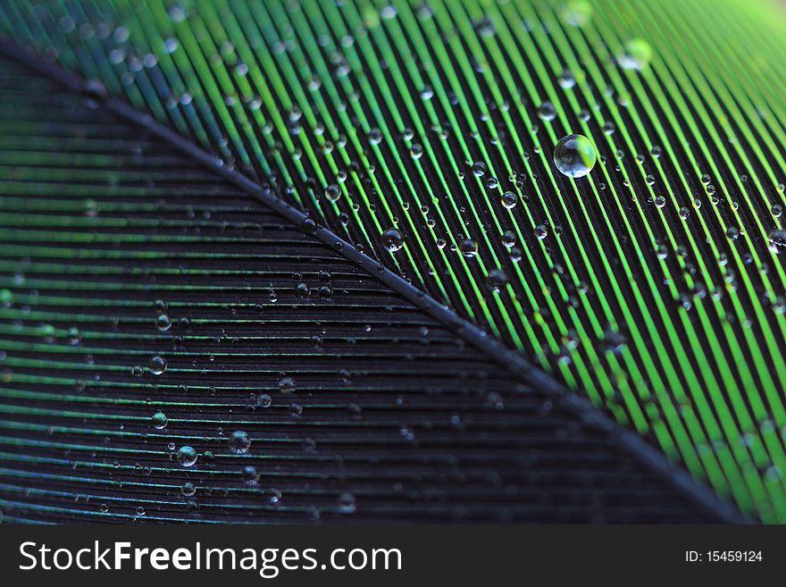 Water Droplets on a Feather. Water Droplets on a Feather