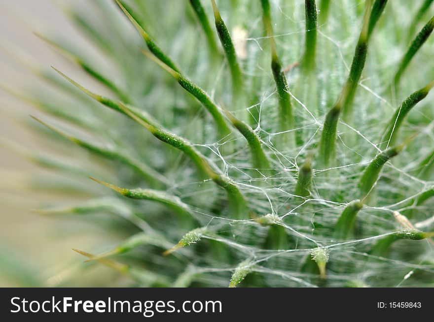 White web among sharp green thorns of welted thistle.