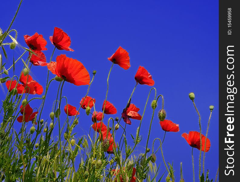 Wild red poppies under the blue summer sky