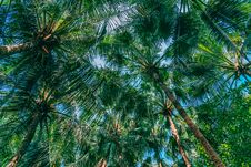 Beautiful Outdoor Nature With Coconut Palm Tree And Leaf On Blue Sky Royalty Free Stock Photography