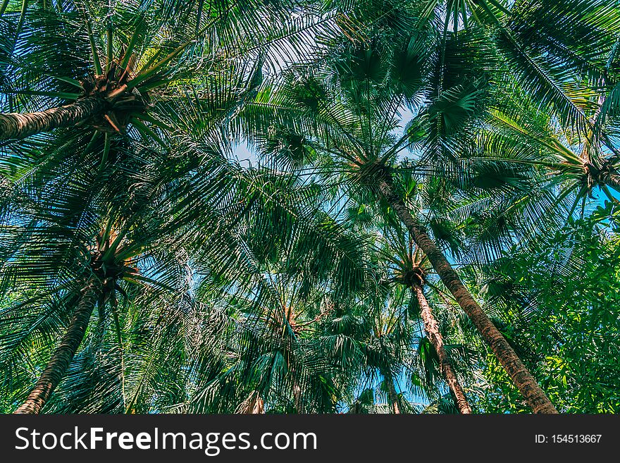 Beautiful outdoor nature with coconut palm tree and leaf on blue sky