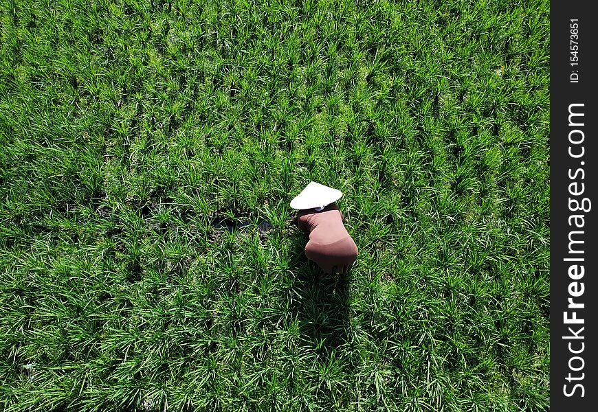 Indonesian farmer in action, Java, Indonesia