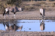 Oryx At A Waterhole Stock Photography