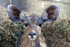 Young Greater Kudu Stock Images Young Greater Kudu Stock Images