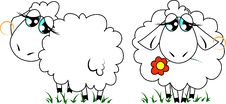 Two Cute Sheep Royalty Free Stock Photo Two Cute Sheep Royalty Free Stock Photo
