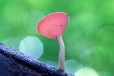 A Pink Cup Mushroom. Stock Images