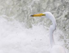 Great White Egret Stock Photography Great White Egret Stock Photography
