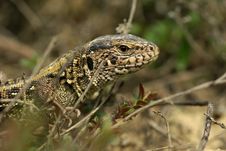 Portrait Lizard Royalty Free Stock Photo