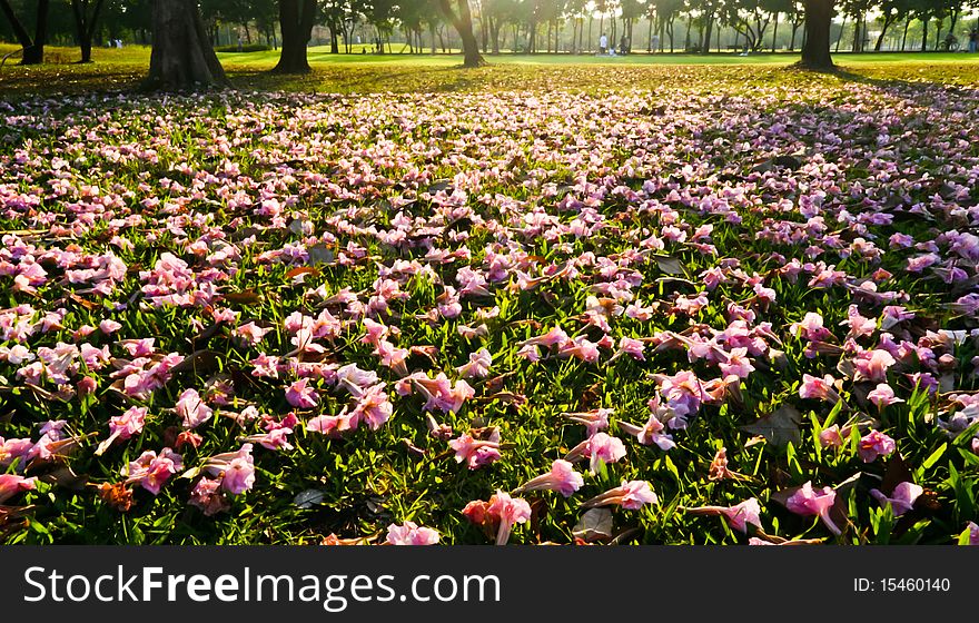 Pink flowers drop on the ground at Bangkok park.