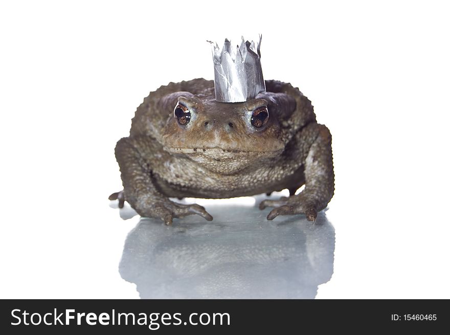 Queen-Frog  in anticipation of Prince studio photo