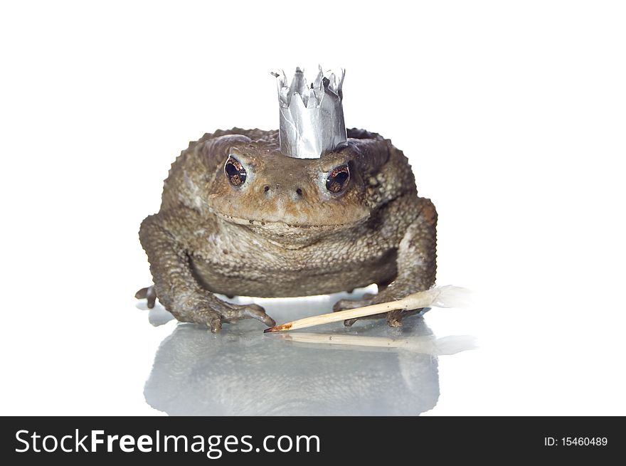 Queen-Frog  in anticipation of Prince studio photo