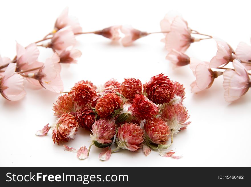 Red dry flowers onto white background. Red dry flowers onto white background