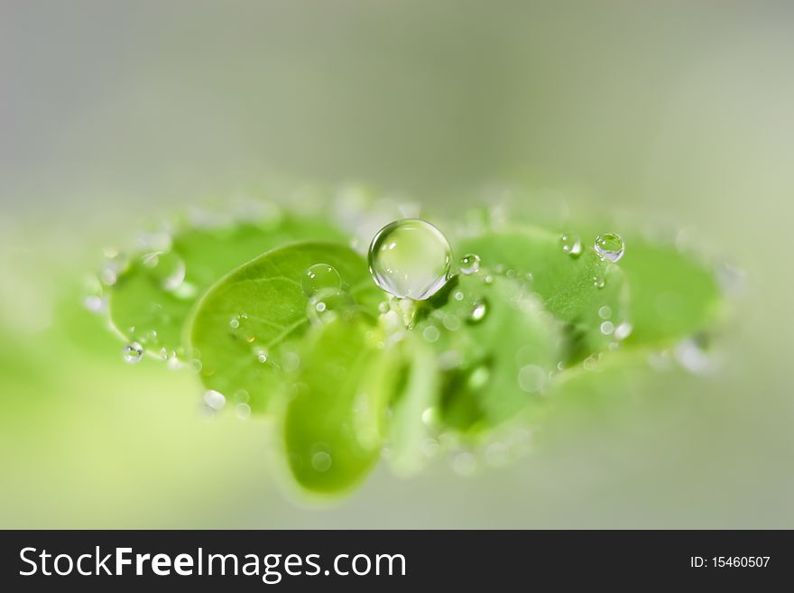 Dews On Leaves