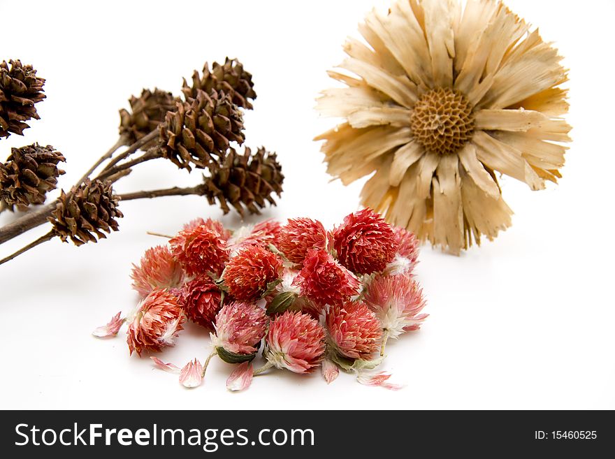 Dry flowers onto white background