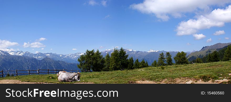 A Cow, Mountains And Blue Sky
