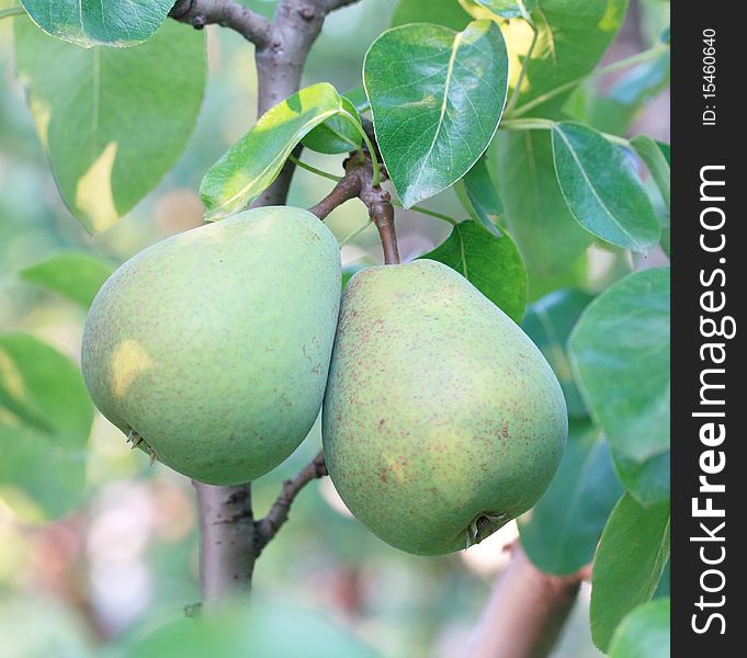 Two green pears on tree. Two green pears on tree