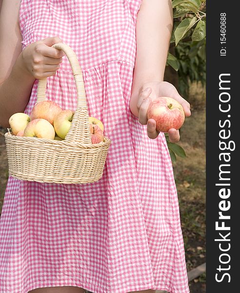 Girl holds a basket of apples. Girl holds a basket of apples