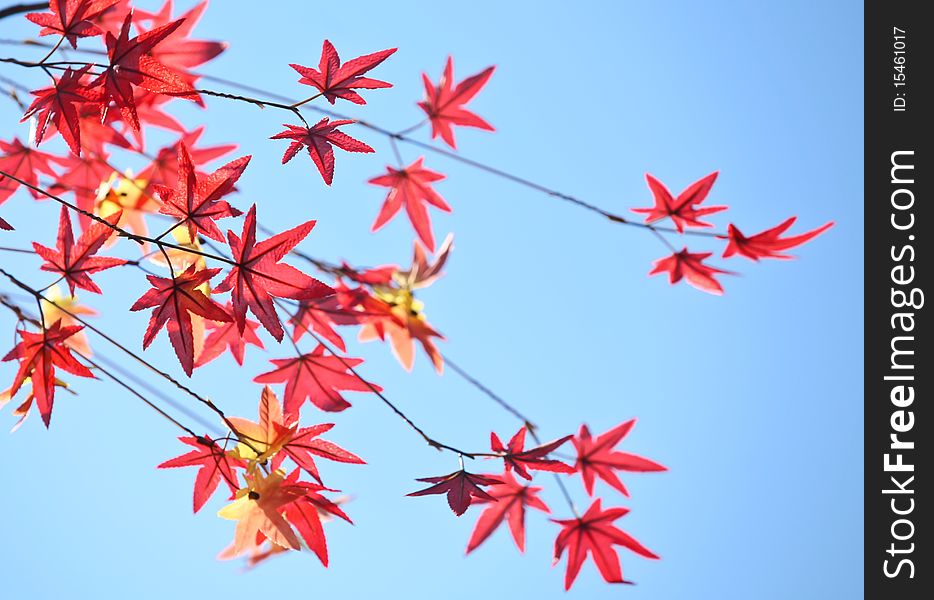 Red leaves of mable at Janpanese temple. Japan