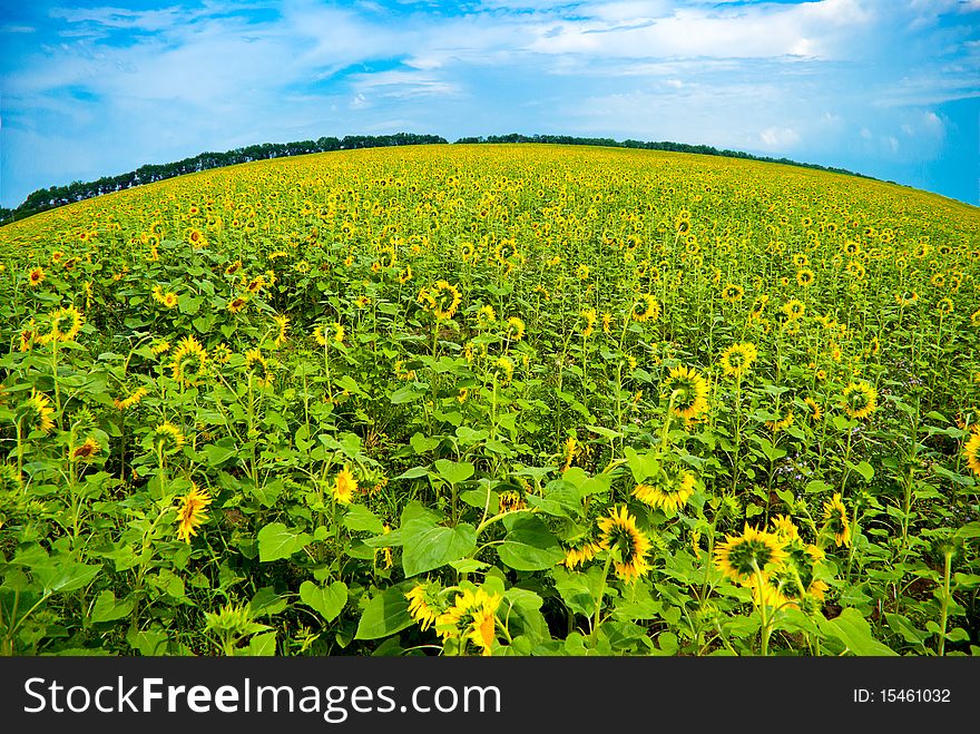 Field of sunflowers with a rounded horizon