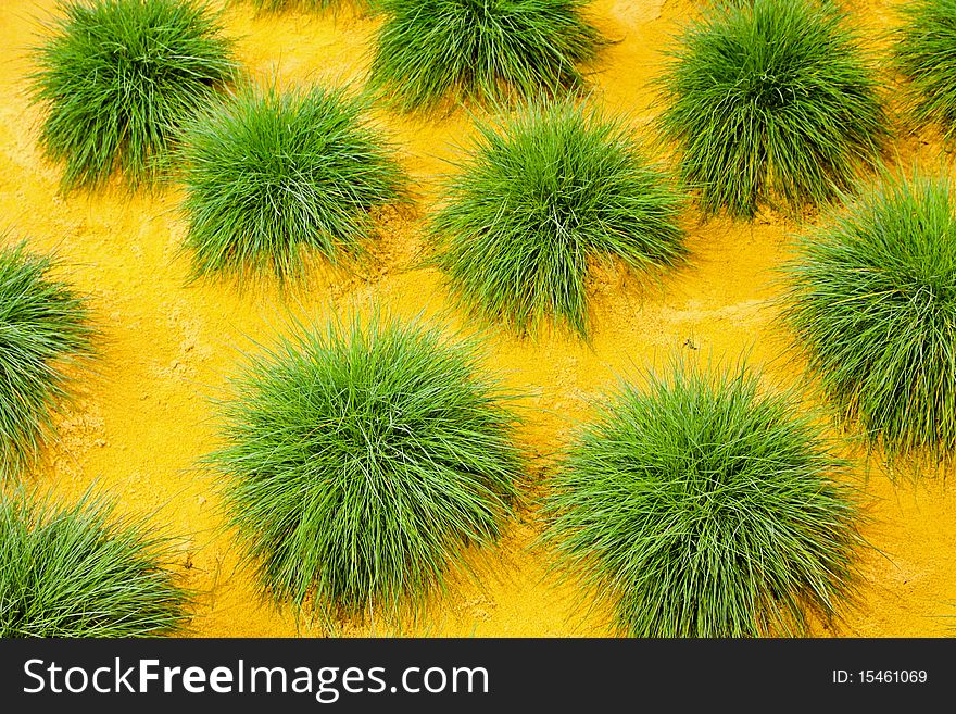 Bunch of green bush plants in the field