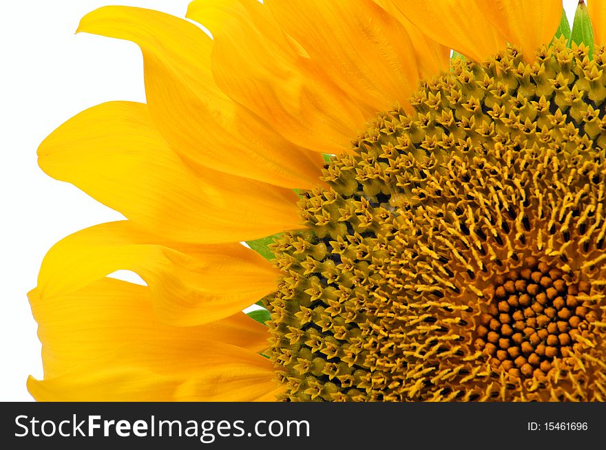 Part of sunflower close-up