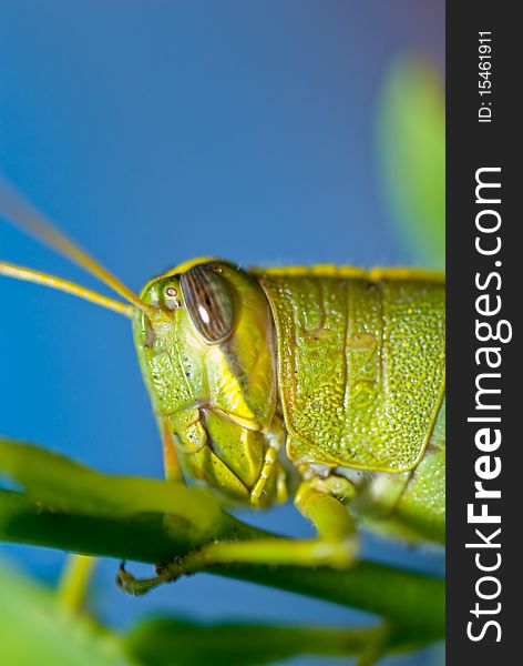 Grasshopper on a leaf and stem with bright blue sky in background. Grasshopper on a leaf and stem with bright blue sky in background.