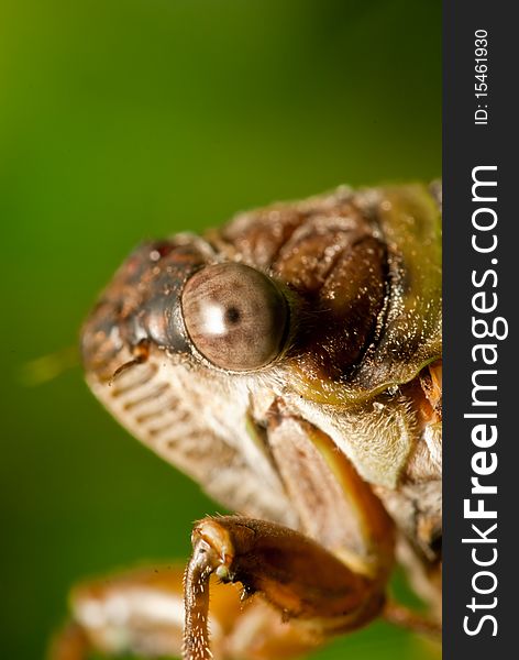 Insect S Face Closeup