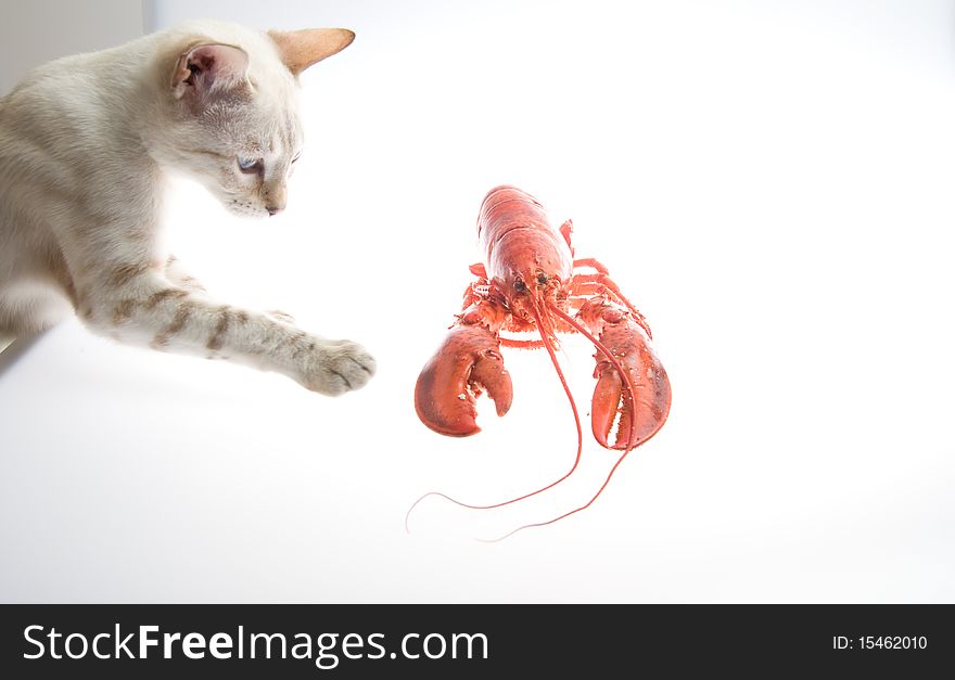 Cat playing with a cooked lobster. Cat playing with a cooked lobster