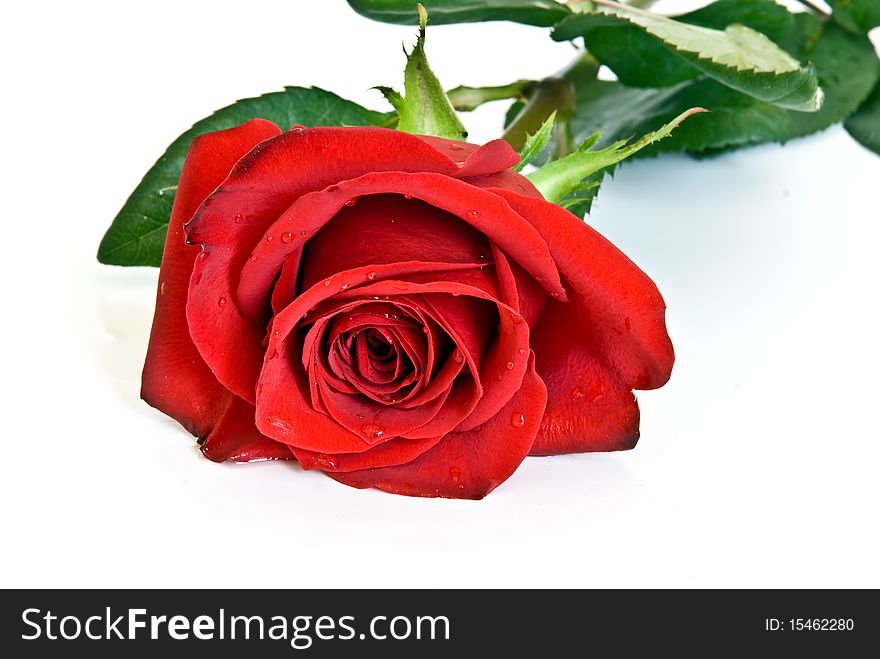 Red rose against white background