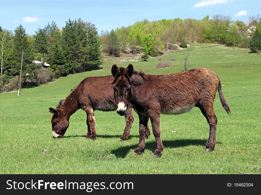 Two donkeys in a meadow in the village