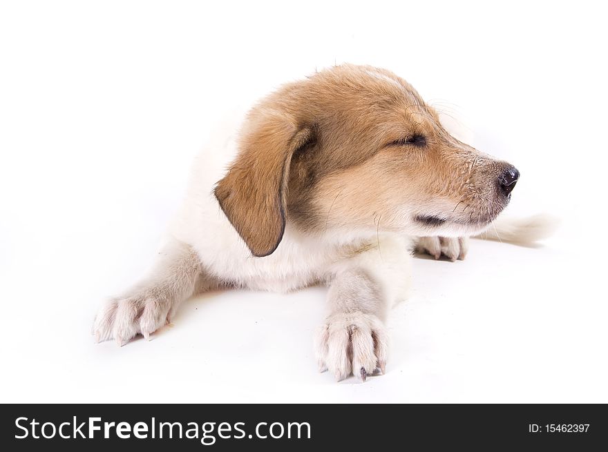 Little puppy with a flower isolated on white background