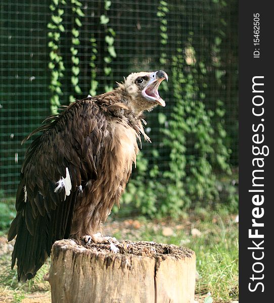 Eagle with beak wide open bread in captivity as you can sea the fence behind. Eagle with beak wide open bread in captivity as you can sea the fence behind