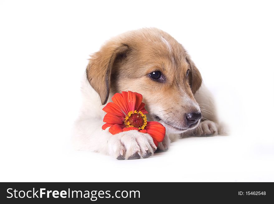 Little puppy with a flower isolated on white background