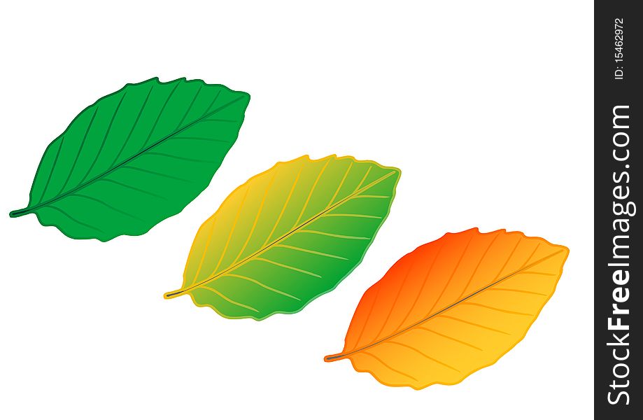 Vector illustration colour leaves on a white background