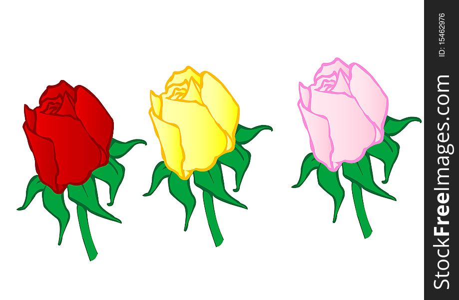 Vector illustration red ,yellow,pink roses on a white background. Vector illustration red ,yellow,pink roses on a white background