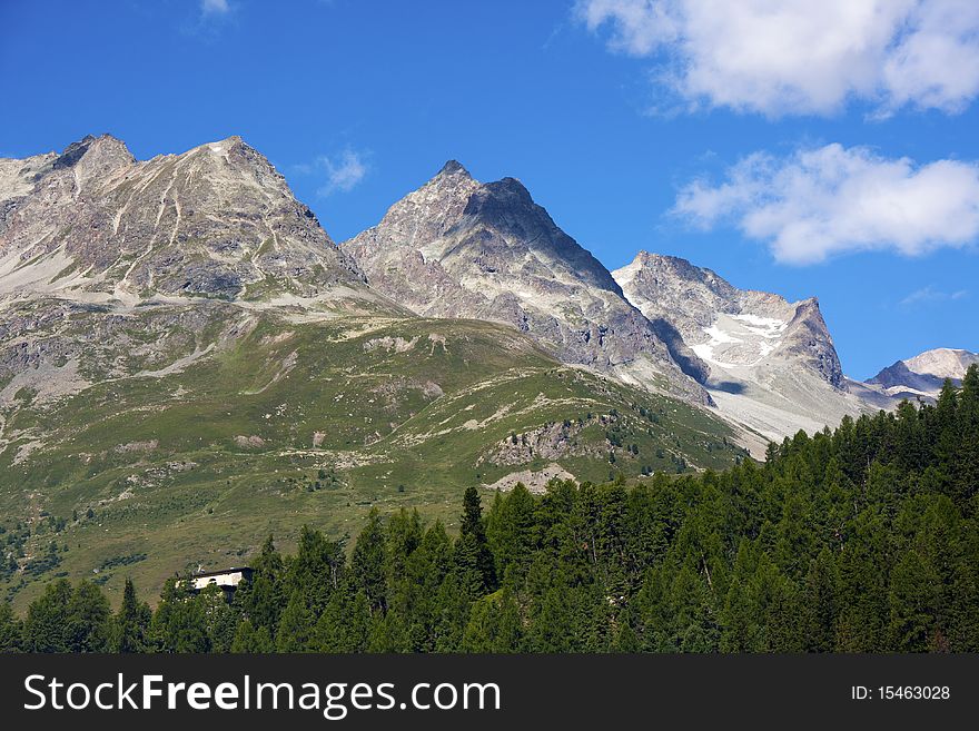 Mountain pine forest and blue sky