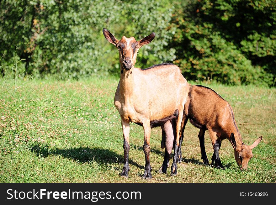 Goat and kid in the pasture