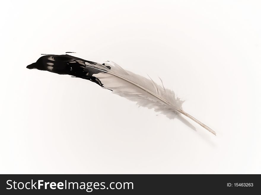 A white feather partially covered in oil. A white feather partially covered in oil.