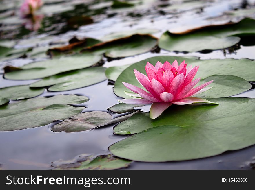 The Beatiful Pink Lotus in pond