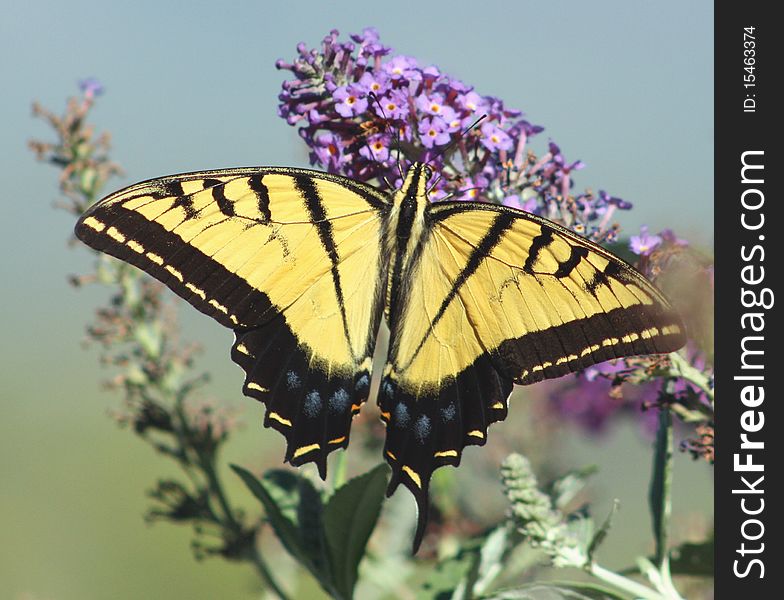 A giant swallowtail butterfly feeds on 'butterfly bush' in the mountains of new mexico, usa;. A giant swallowtail butterfly feeds on 'butterfly bush' in the mountains of new mexico, usa;