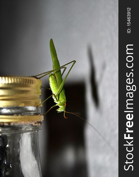 A green locust looking for a drink. A green locust looking for a drink