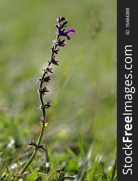 Isolated herb macro with blurred background taken in a grean meadow. Isolated herb macro with blurred background taken in a grean meadow