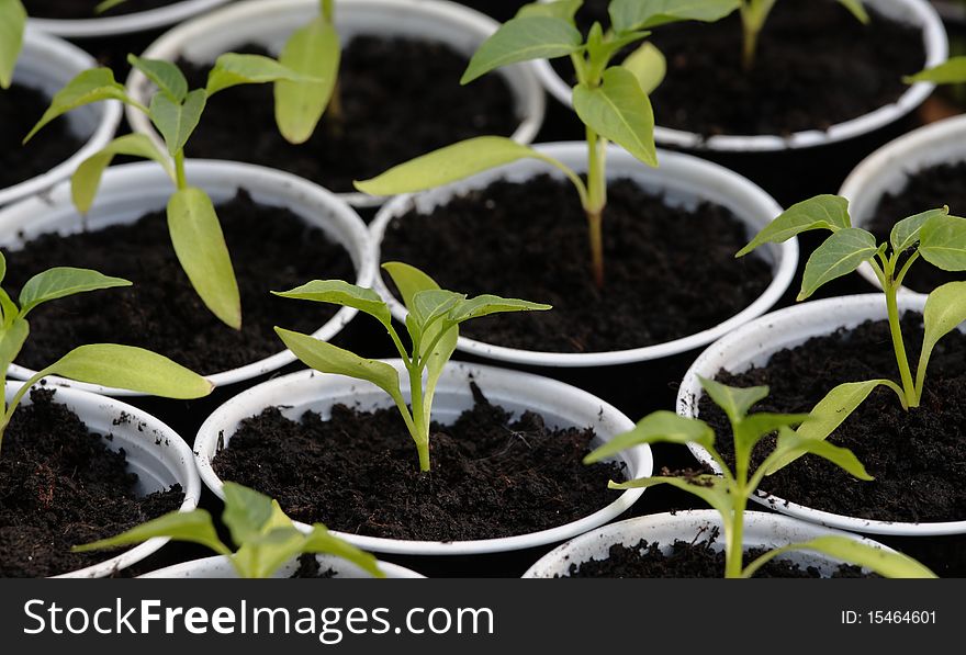 Small green plants in white pots. Small green plants in white pots