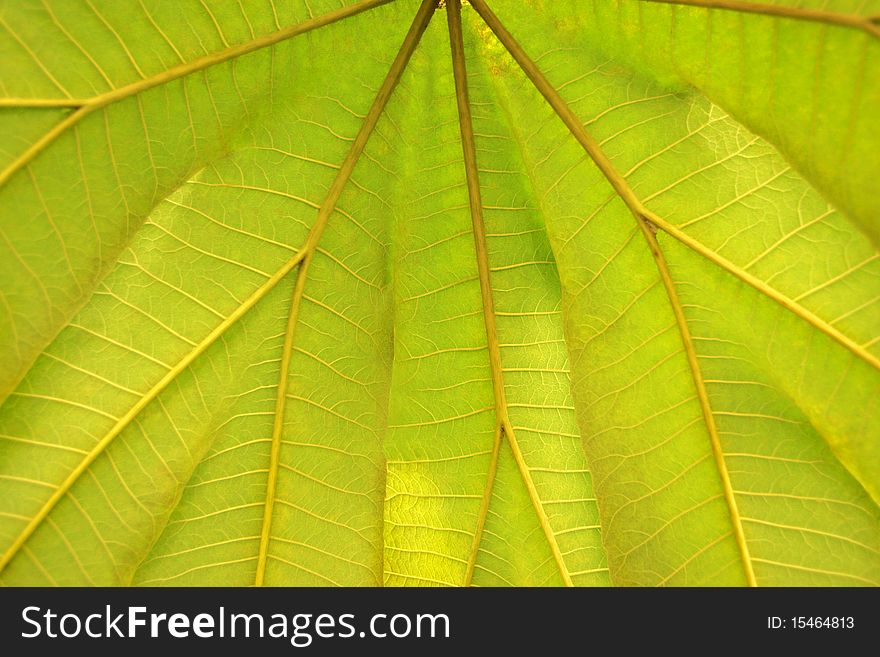 Close up of a green leaf background showing viens