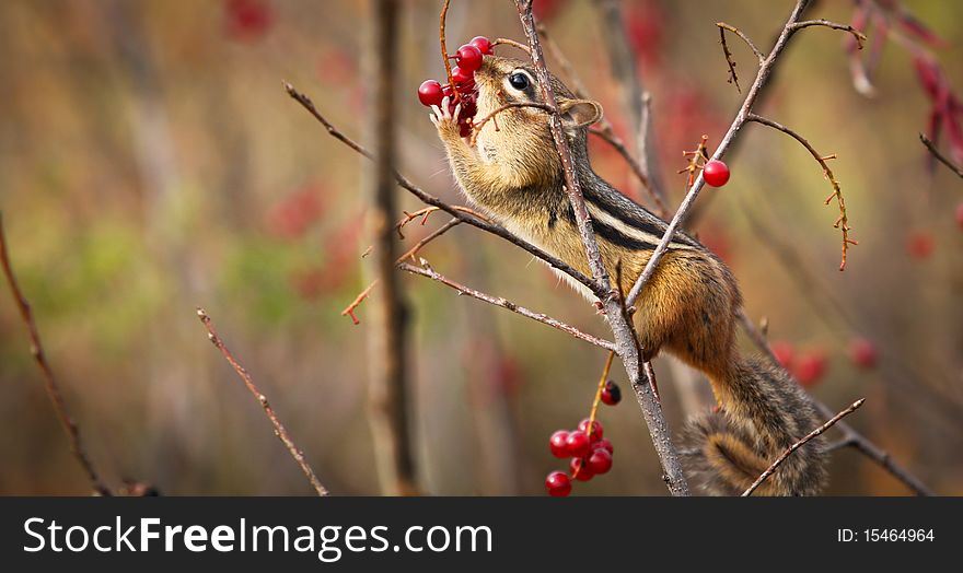 A Chipmunk Eating Berries