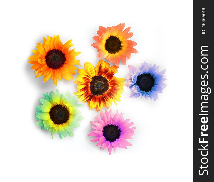 Stylized composition of several sunflowers against white background. Stylized composition of several sunflowers against white background