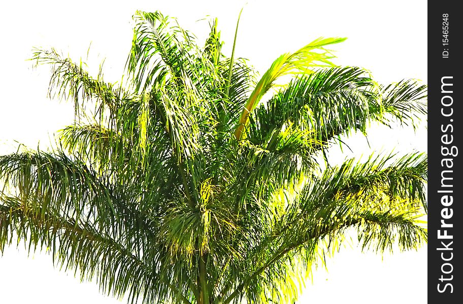 Palmtree top against white background